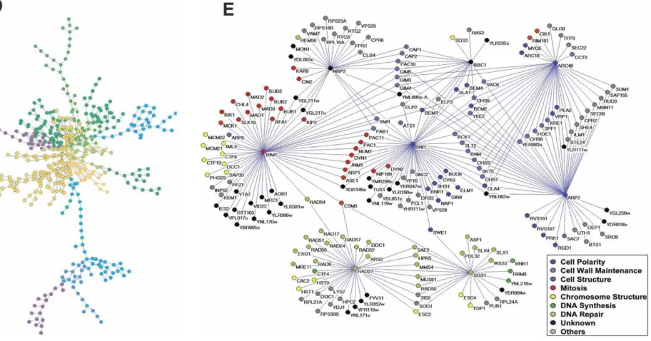 Figure 2.6: Examples of the ﬁve major biological networks. (A) A yeast transcriptionfactor-binding network, composed of known transcription factor-binding data collectedwith large-scale ChIPchip and small-scale experiments