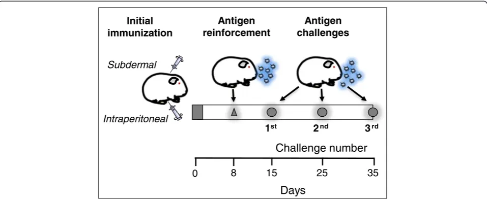 Figure 1 Experimental design. After initial immunisation and reinforcement with antigen (ovalbumin), guinea pigs received three antigenchallenges