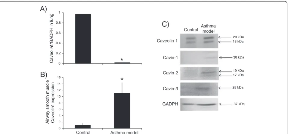 Figure 4 Caveolin-1 expression in airway smooth muscle. A) Caveolin-1 mRNA levels in lung (n = 3 in all groups)
