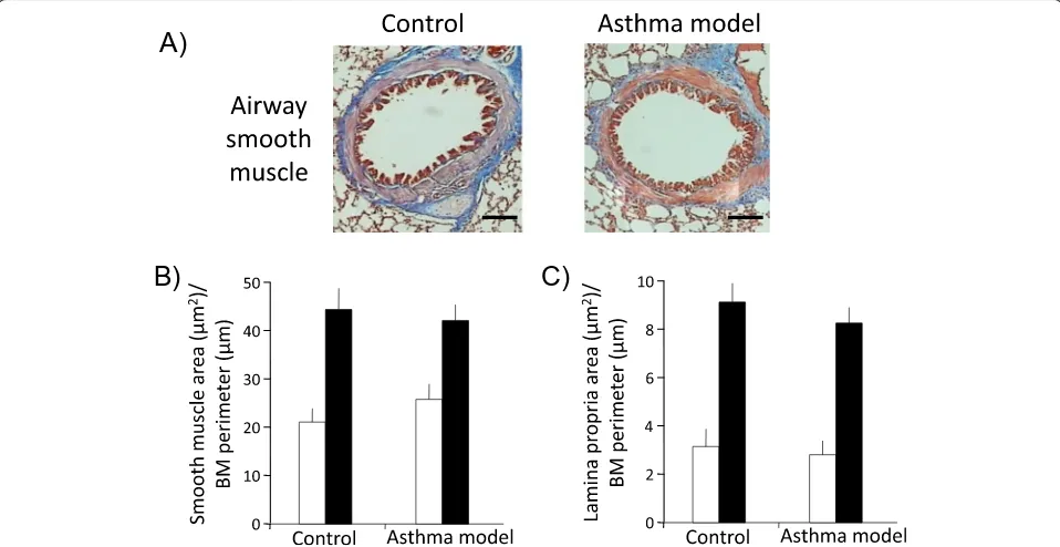 Figure 6 Representative histological features of airway in a guinea pig allergic asthma model