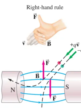 FIGURE 20–15 Force on chargedparticles due to a magnetic field isperpendicular to the magnetic fielddirection