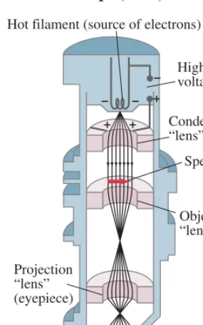 FIGURE 27–15 Scanning electronmicroscope. Scanning coils move anelectron beam back and forth acrossthe specimen