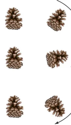 FIGURE 2;undergoes (a) pure translation;1 A falling pinecone(b) it is rotating as well as translating.