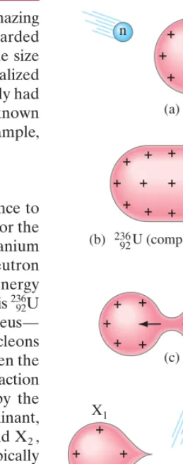 FIGURE 31–3 Fission of a nucleus after capture of a neutron,according to the liquid-drop model.235 92U