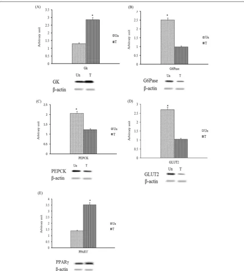 Figure 8 Semi-quantitative PCR analysis of (A) GK, (B) Glc-6-Pase, (C) PEPCK, (D) GLUT2 and (E) PPARuntreated (Un) and methanol extract-treated (T) streptozitocin-induced diabetic rats.densitometry