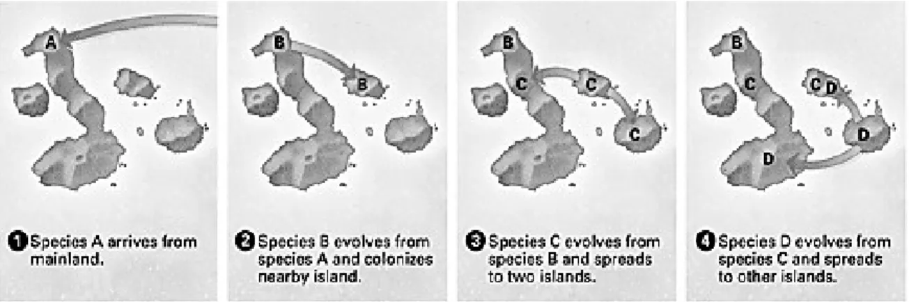 Figure 15-7 illustrates a simplified model for adaptive radiation of birds. In this example, one species is  the common ancestor of several new species that arise on the islands