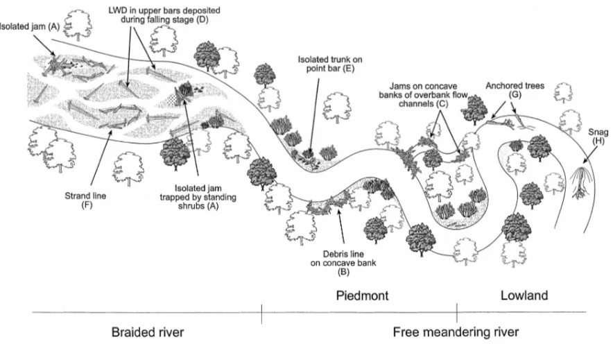 Figure 2.5: Various typologies of driftwood accumulations observed in large braided and meandering rivers