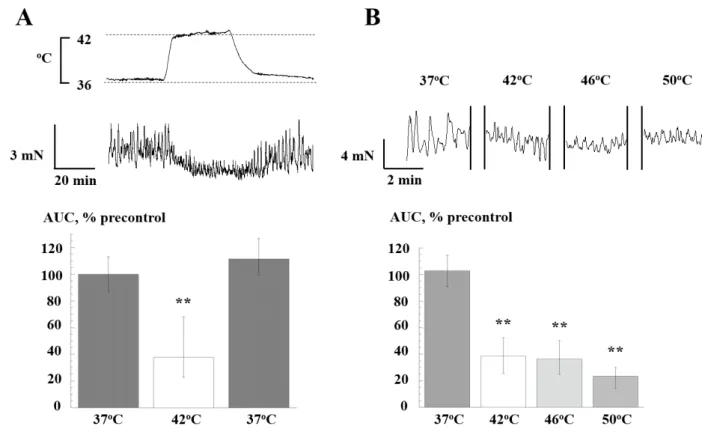 Figure 1.   Effect of heating (42, 46, 50 o C) on spontaneous contractions.   A: Records: