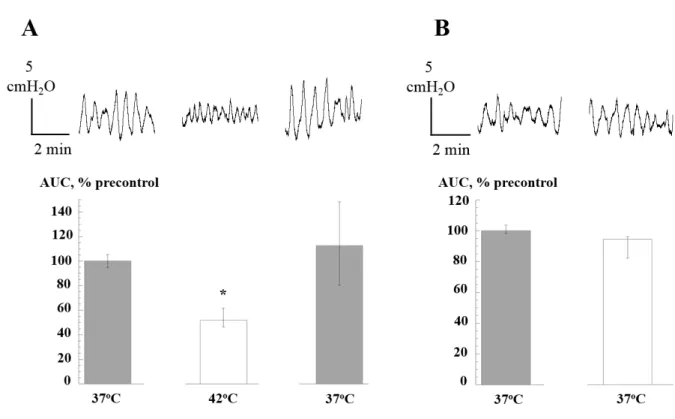 Figure 3.  Effect of heating to 42°C on intravesical spontaneous pressure transients in perfused pig bladder