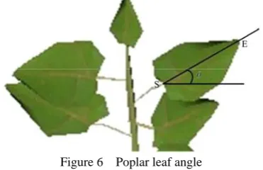 Figure 6  Poplar leaf angle 