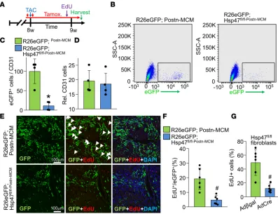 Figure 6. Myofibroblast-specific Hsp47with Student’s hearts of the indicated genotypes of mice after 1 week of TAC