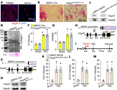 Figure 1. Cardiomyocyte-specific deletion of Hsp47ed mice. ((vertical red arrows). (as a loading control