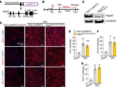 Figure 2. Endothelial-specific deletion of Hsp47 in the heart. (A) Schematic of breeding tamoxifen-inducible Tie2-CreERT2–transgenic mice with Hsp47-loxP–targeted mice