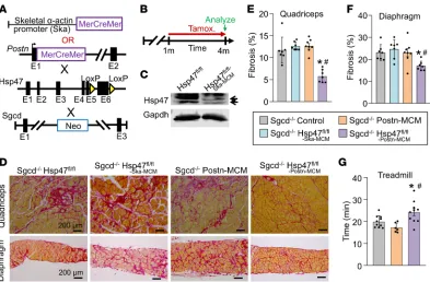 Figure 4. Myofibroblast-specific but not myofiber-specific deletion of Hsp47 in skeletal muscle reduces muscular dystrophy–dependent tissue fibrosis