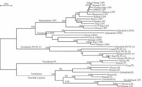 Figure 5. Phylogenetic tree of mammalian LIPI sequences with vertebrate LIPH, PS-PLA1, human, mouse and zebra fish hepatic lipase (HL) and endothelial lipase (EL), human, mouse and stickleback lipoprotein lipase (LPL), and human, mouse and frog pancre- ati