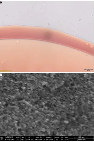 Fig. 2 Microscopic appearanceScanning electron micrograph ofnanoparticle suspension driedsuspension is ‘rust-coloured’and is similar in appearance tocytoplasmic inclusions in MNP-treatedof MNPs