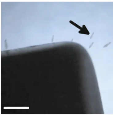 Fig. 3 Stereomicrograph showing MNP-treatedScale bar 500 P. caudatum cells(arrowed) being attracted towards a permanent magnet (black object)