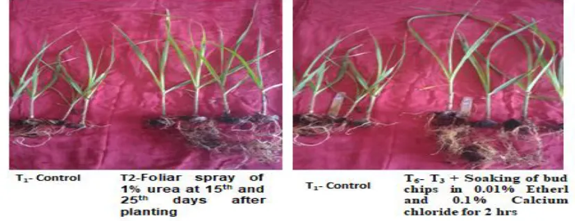 Fig 2 Effect of growth promoting nutrient solution on the shoot and root length on 45th DAP 