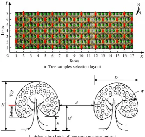 Figure 1  Schematic illustration of canopy size measurement 