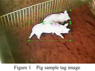 Figure 1  Pig sample tag image 