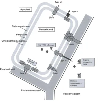 Figure 1.2: Diagram showing the various secretion systems used by  P. syringae. Types one to three are used for secreting factors that promote virulence and increase fitness, such as type three effectors