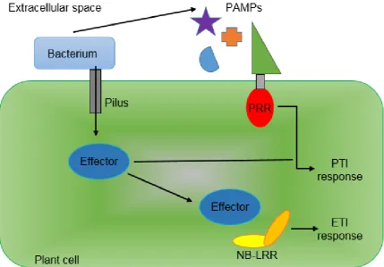 Figure 1.3 Outline of Plant Immune System.  Bacterial plant pathogens propagate exclusively in the extracellular spaces of plant tissues
