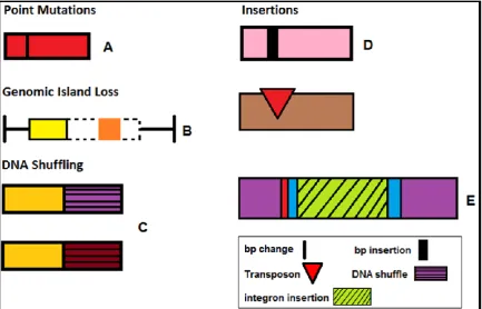 Figure 1.7 The different ways in which effector genes’ functions can be changed, lost or suppressed