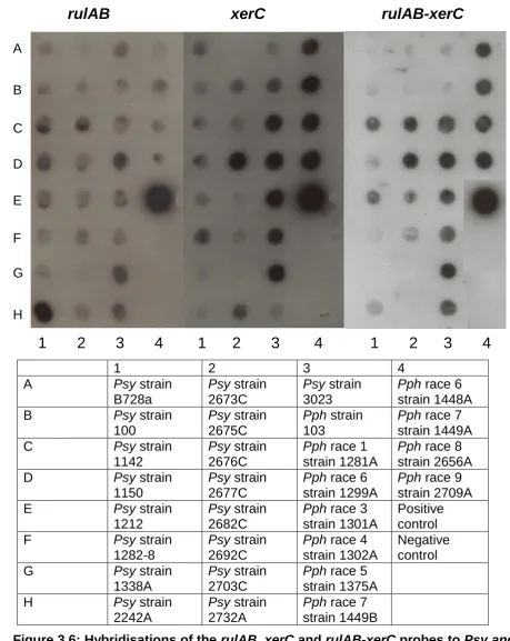 Figure 3.6: Hybridisations of the  fluorescens FH1 for their respective probes. The negative no DNA spots remained clear