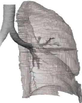 Figure 6  In 3D Doctor, boundaries (green lines) were drawn around the edges of the lungs, as well as around the trachea and discernible bronchi, for approximately 600 Female Visible Human Project slices.