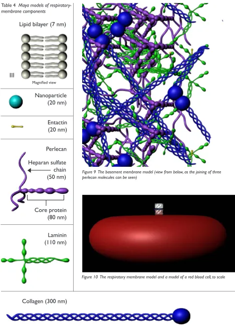 Figure 9  The basement membrane model (view from below, as the joining of three perlecan molecules can be seen)