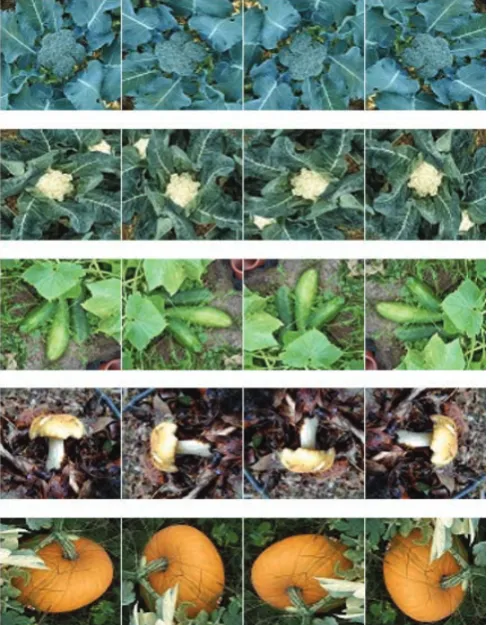 Figure 1  Five categories of vegetable data expansion 