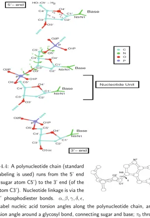 Figure 4.4: A polynucleotide chain (standard