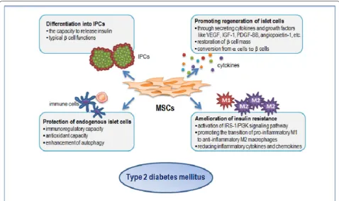 Fig. 1 Diagram explaining the mechanism by which MSCs act on type 2 diabetes. MSCs exert beneficial effects on type 2 diabetes through differ-entiation into IPCs, promotion of islet cell regeneration, protection of endogenous islet cells and amelioration o
