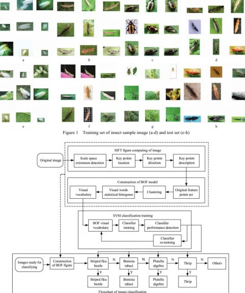 Figure 1  Training set of insect sample image (a-d) and test set (e-h) 