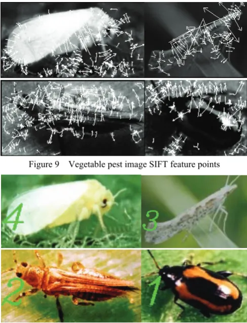 Figure 9  Vegetable pest image SIFT feature points 