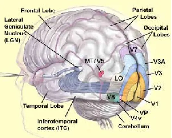 Figure 1                      from McGill U. Website, Canada 