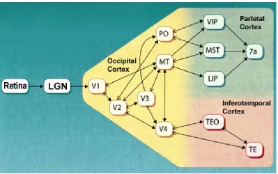 Figure 2            The Visual Pathway, from McGill University Website, Canada  