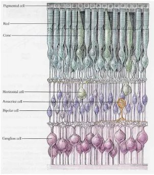 Figure 4                   from Hubel, “Eye, Brain, and Vision.” 1995. 