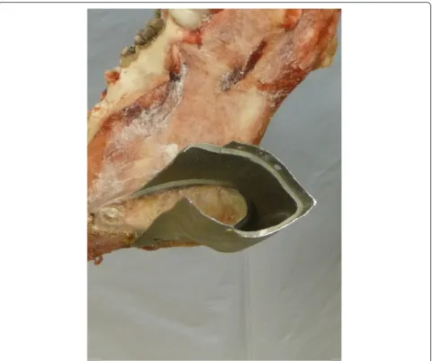 Fig. 5 Detailed view into the connection area of the bone – implant area. A tight fit was achieved between all implants and the bone