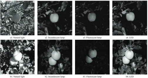 Figure 5  Grayscale of original apple images 