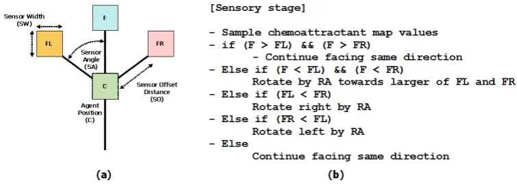 Figure 1: Single agent particle. (a) agent morphology showing position ‘C’ andthree forward biased sensors ‘FL’, ‘F’ and ‘FR’, (b) agent sensory algorithmgoverning orientation.