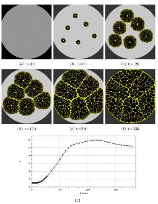 Figure 3: Approximation of Voronoi diagram by model plasmodium. (a) inocu-lation of seperate model plasmodia (yellow) on simulated oat ﬂakes on nutrient-rich background (grey), (b-c) Radial growth of model plasmodium, (d-e) Growthis temporarily inhibited at regions where other model plasmodia are occupied,These dense regions indicates bisectors of Voronoi diagram, (f) bisectors fadewith continued adaptation, (g) dynamics of compressibility s(t).