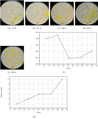 Figure 4: Physarum approximate spanning tree. (a–e) Photographs of the ex-perimental setup taken in 12 h intervals