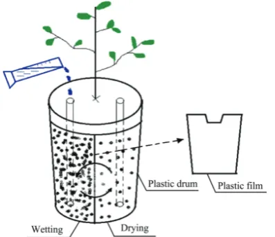 Figure 1  Layout of alternate partial root-zone drying in the pot experiment 