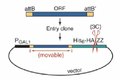Figure 2 – Diagram of MORF expression vector. The ORF (blue) sequences are flanked by directional 