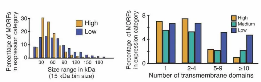 Figure 3 – MORF expression. (A) Molecular weight distribution of MORF proteins, with out the terminal 