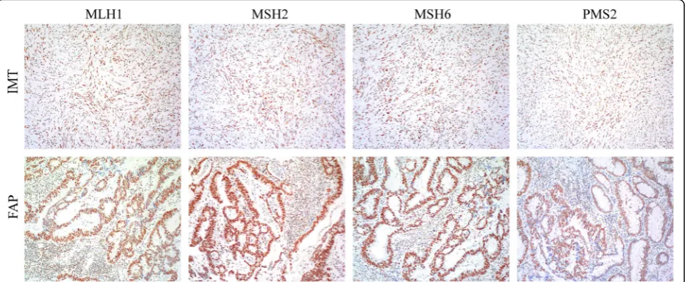 Fig. 4 Mismatch repair system components normally expressed in gastric IMT and FAP. Components tested include MSH6, MSH2, MLH1and PMS2