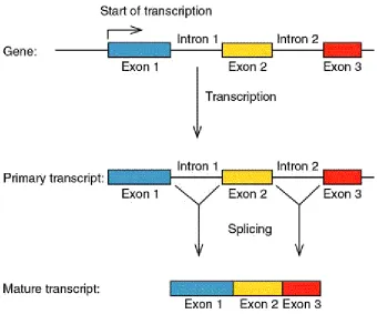 Figure 2: RNA Processing [3role of splicing in RNA processing.  Non-coding intronic RNA is cut out, or spliced ]