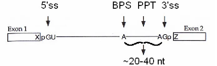 Figure 3: The Signals of Splicing (Exon 2).  In humans, the BPS and PPT usually, but not always, reside in close transition from the upstream intronic region to the downstream exonic region downstream intronic regions