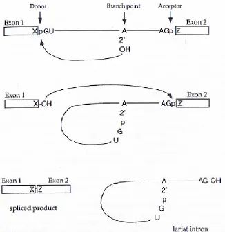 Figure 4: Splicing Mechanism [ 5].  Splicing is carried out in three main steps.  Top: The spliceosome brings the donor splice site and the BPS together thus cleaving the Exon 1 - intron border and leaving the donor splice site attached to the BPS in a man